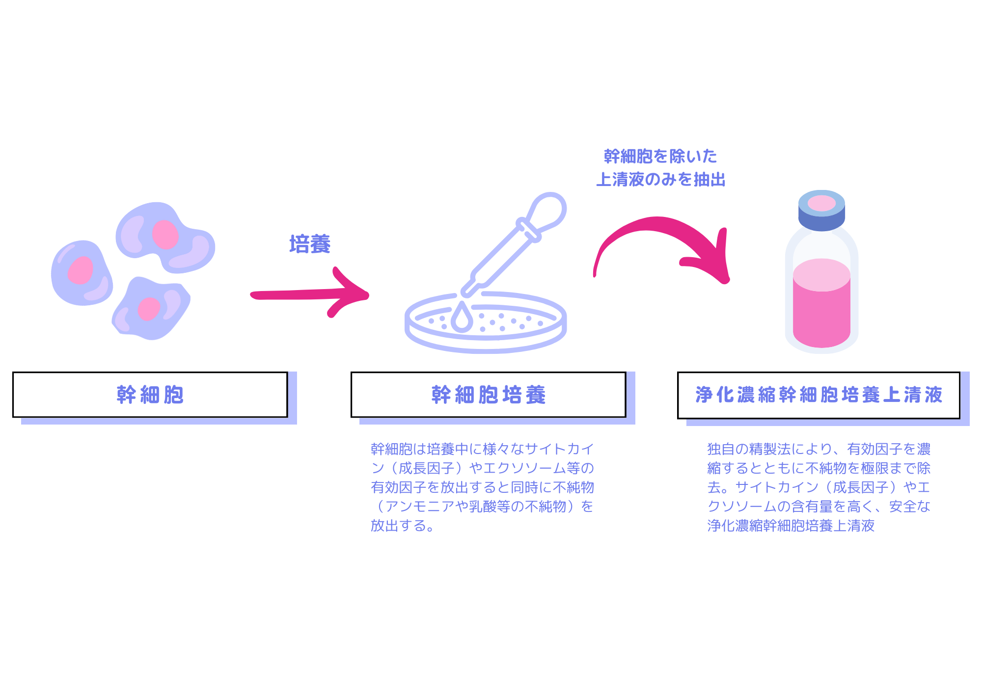 幹細胞セクレトーム療法 | 【予約不要】田町駅近く・港区芝浦内視鏡クリニック