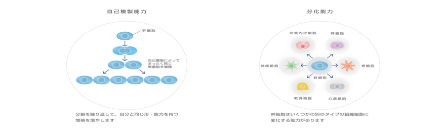 エクソソーム点滴療法（幹細胞上清液） | 【予約不要】田町駅近く・港区芝浦内視鏡クリニック